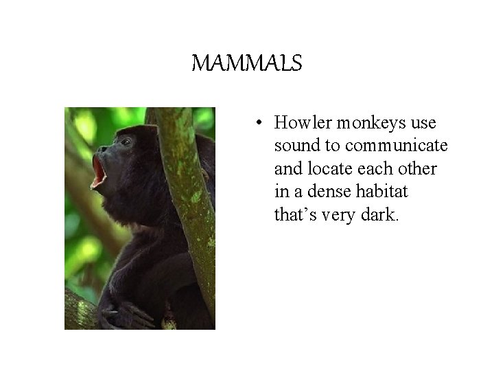 MAMMALS • Howler monkeys use sound to communicate and locate each other in a