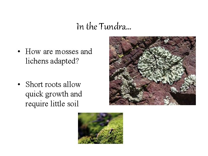 In the Tundra… • How are mosses and lichens adapted? • Short roots allow