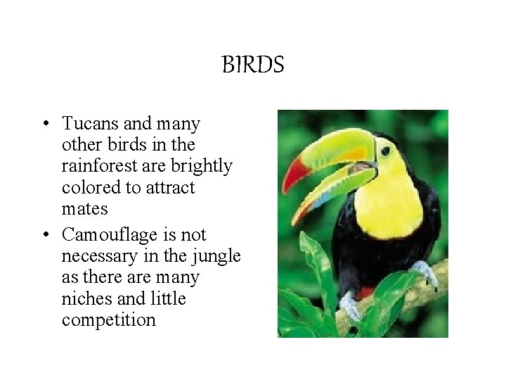 BIRDS • Tucans and many other birds in the rainforest are brightly colored to