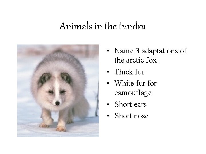 Animals in the tundra • Name 3 adaptations of the arctic fox: • Thick