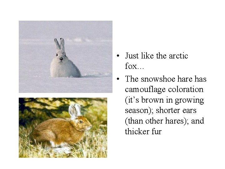  • Just like the arctic fox… • The snowshoe hare has camouflage coloration