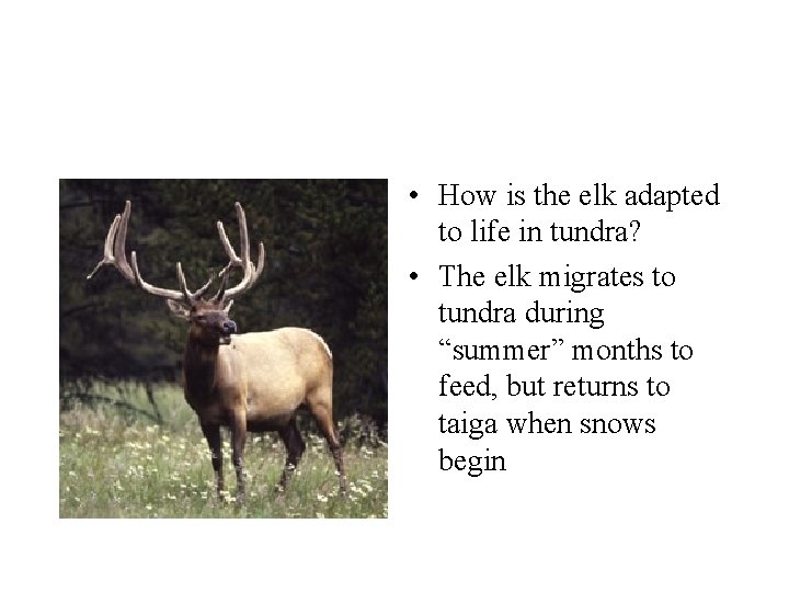  • How is the elk adapted to life in tundra? • The elk