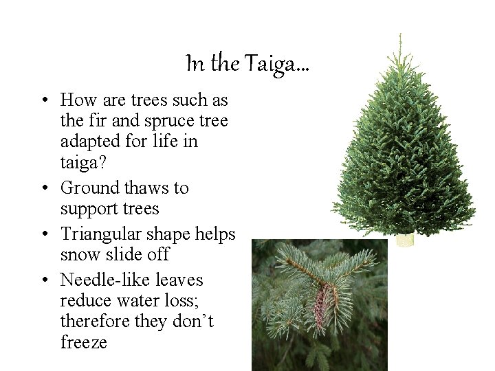 In the Taiga… • How are trees such as the fir and spruce tree