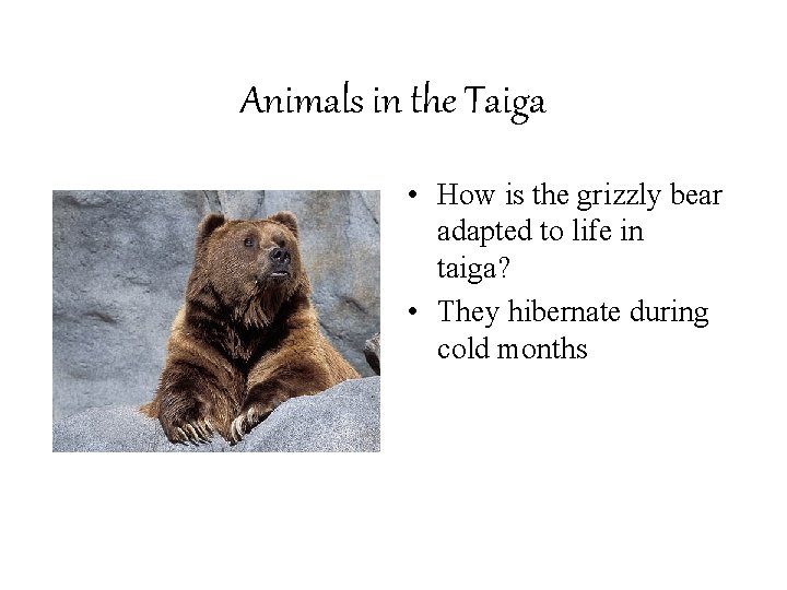 Animals in the Taiga • How is the grizzly bear adapted to life in