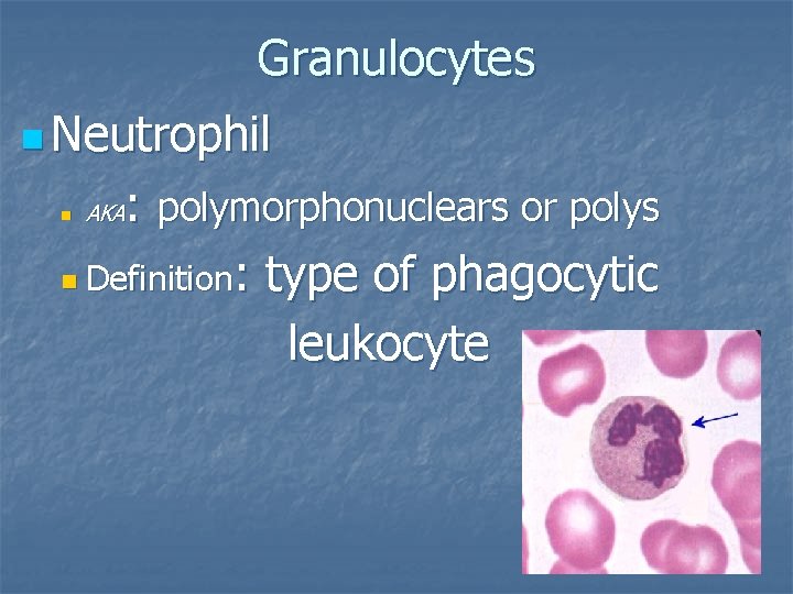 Granulocytes n Neutrophil : polymorphonuclears or polys n Definition: type of phagocytic leukocyte n