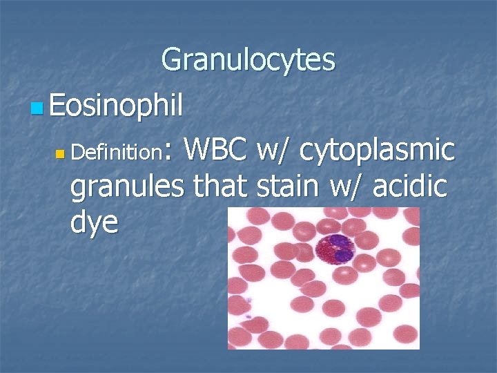 Granulocytes n Eosinophil n Definition: WBC w/ cytoplasmic granules that stain w/ acidic dye