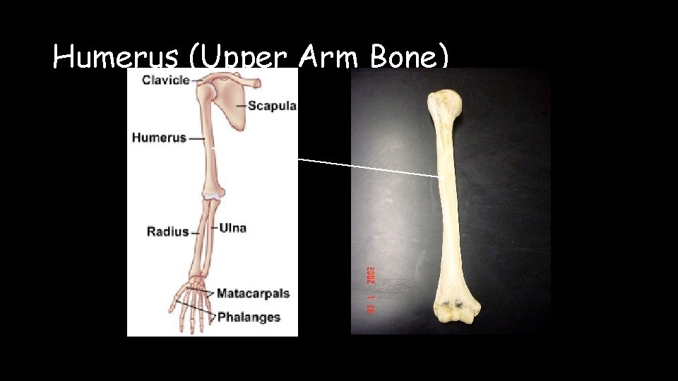 Humerus (Upper Arm Bone) 