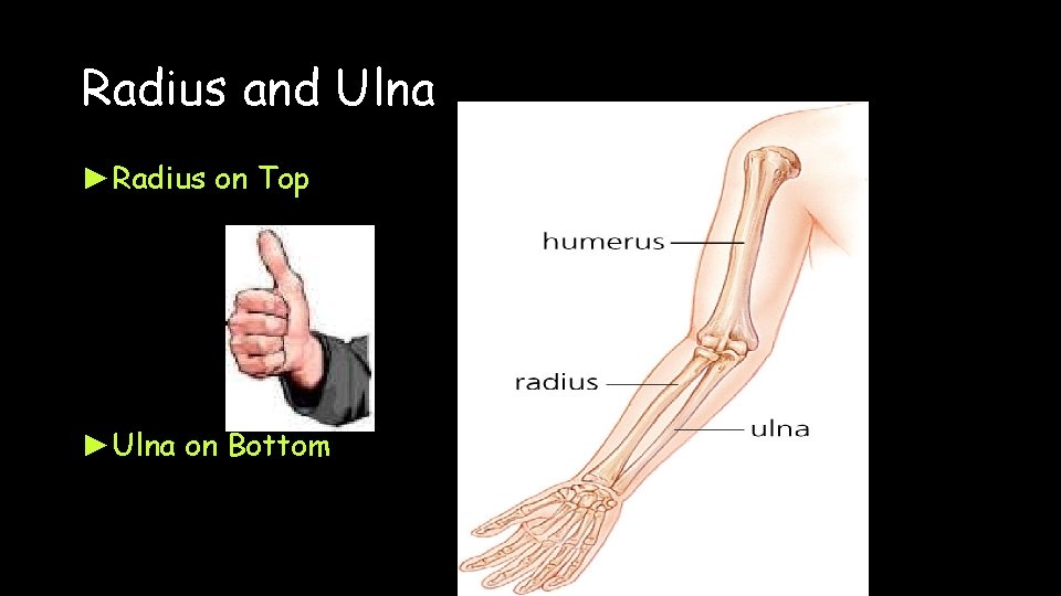 Radius and Ulna ►Radius on Top ►Ulna on Bottom 