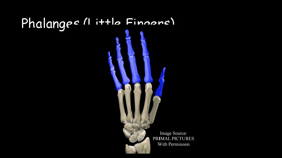 Phalanges (Little Fingers) 