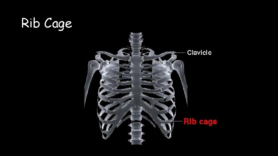 Rib Cage 