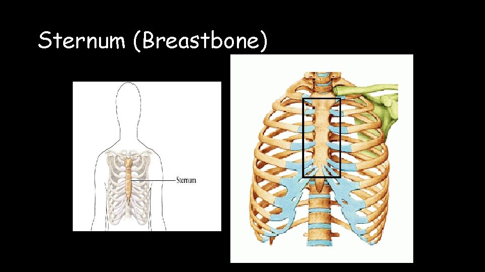 Sternum (Breastbone) 
