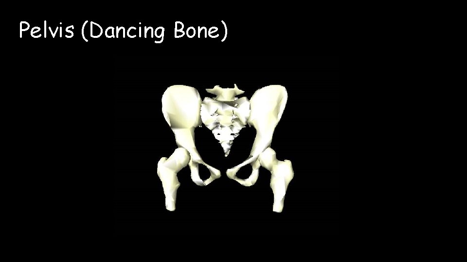 Pelvis (Dancing Bone) 