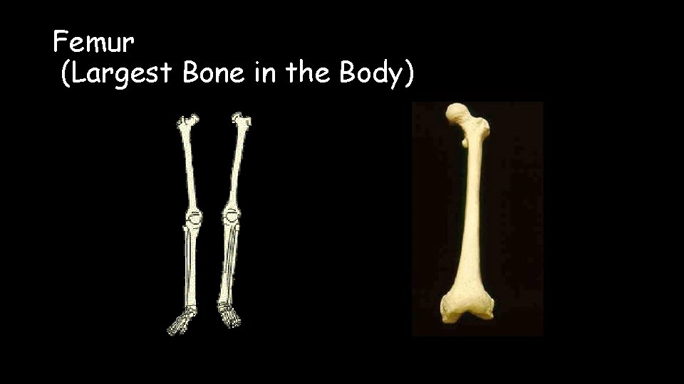 Femur (Largest Bone in the Body) 