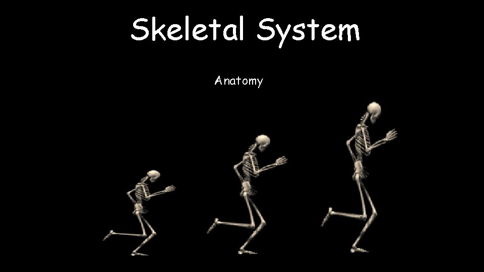 Skeletal System Anatomy 