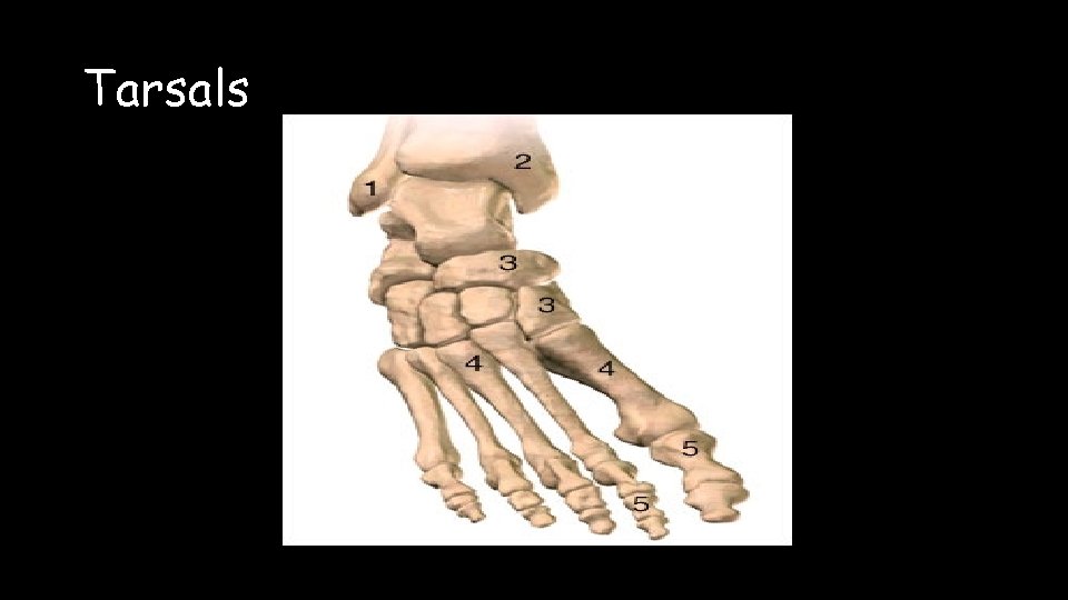 Tarsals 