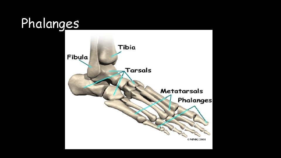 Phalanges 