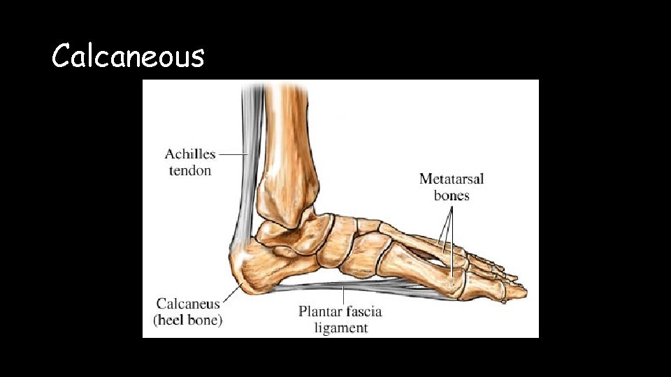 Calcaneous 