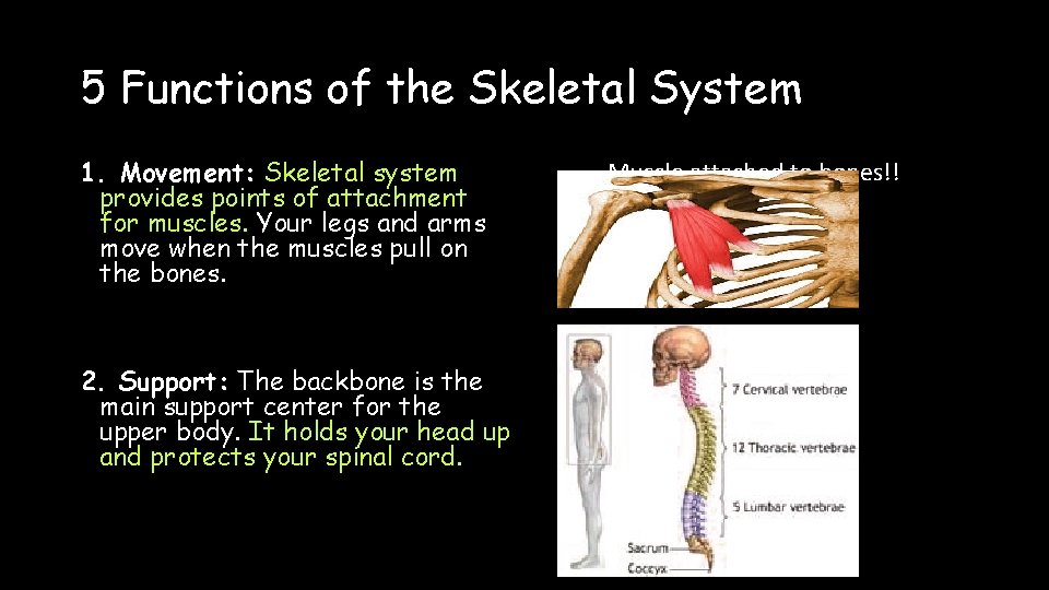 5 Functions of the Skeletal System 1. Movement: Skeletal system provides points of attachment