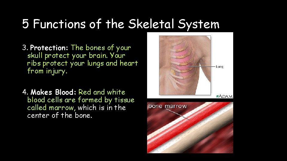 5 Functions of the Skeletal System 3. Protection: The bones of your skull protect