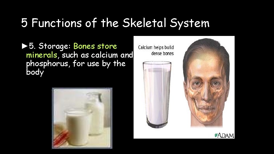 5 Functions of the Skeletal System ► 5. Storage: Bones store minerals, such as