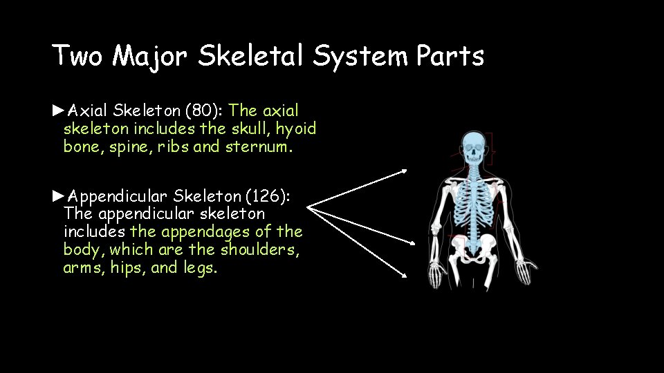Two Major Skeletal System Parts ►Axial Skeleton (80): The axial skeleton includes the skull,