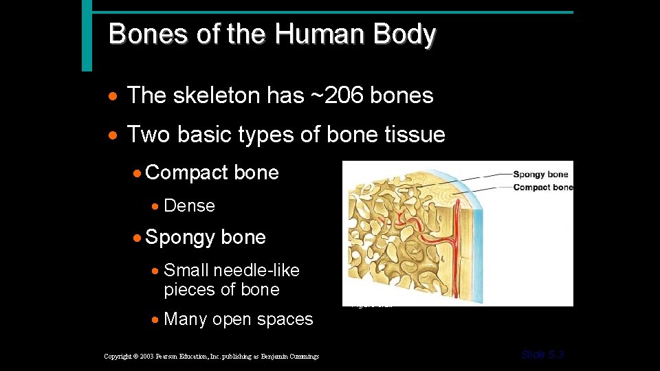 Bones of the Human Body · The skeleton has ~206 bones · Two basic