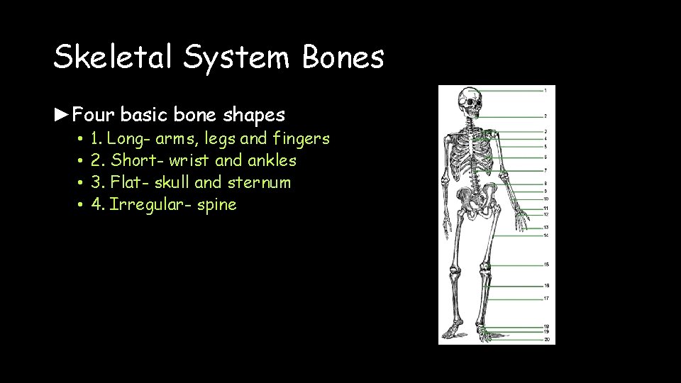 Skeletal System Bones ►Four basic bone shapes • • 1. Long- arms, legs and