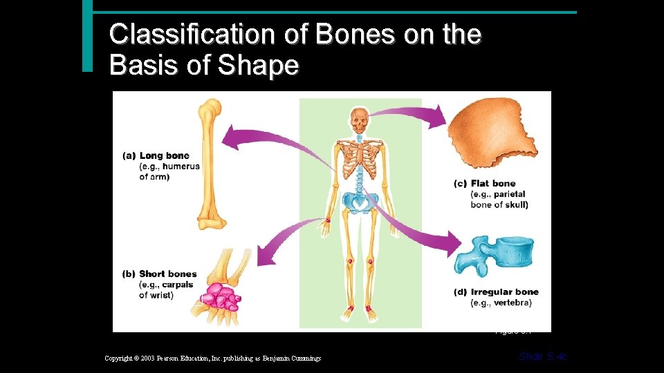 Classification of Bones on the Basis of Shape Figure 5. 1 Copyright © 2003