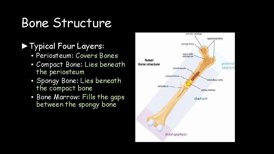 Bone Structure ►Typical Four Layers: • Periosteum: Covers Bones • Compact Bone: Lies beneath