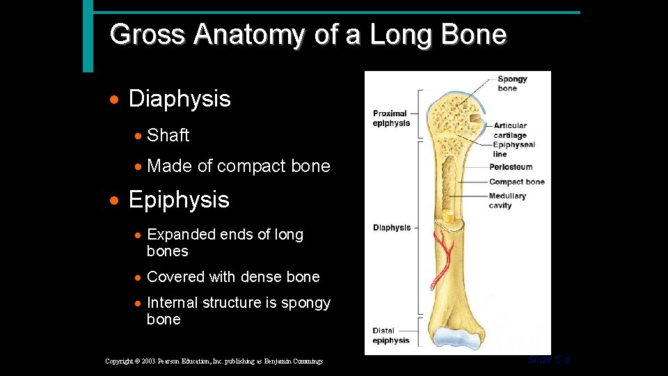 Gross Anatomy of a Long Bone · Diaphysis · Shaft · Made of compact