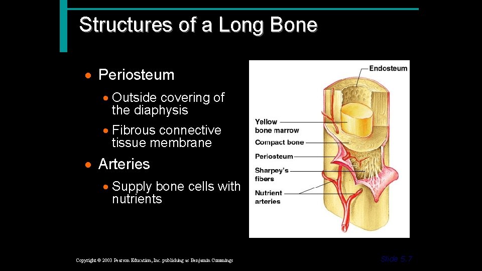 Structures of a Long Bone · Periosteum · Outside covering of the diaphysis ·