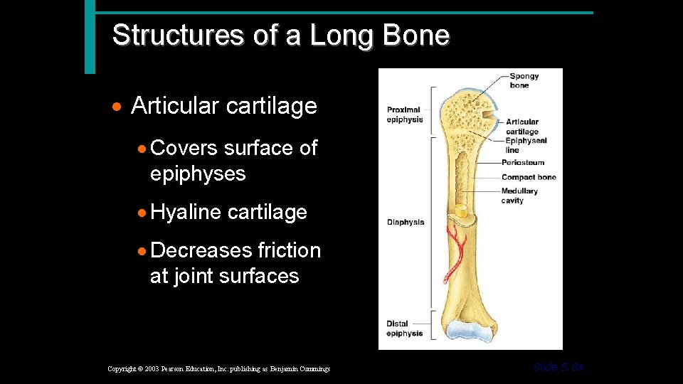 Structures of a Long Bone · Articular cartilage · Covers surface of epiphyses ·