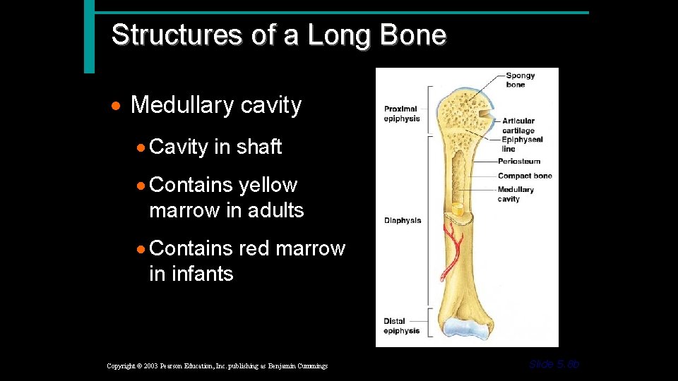 Structures of a Long Bone · Medullary cavity · Cavity in shaft · Contains