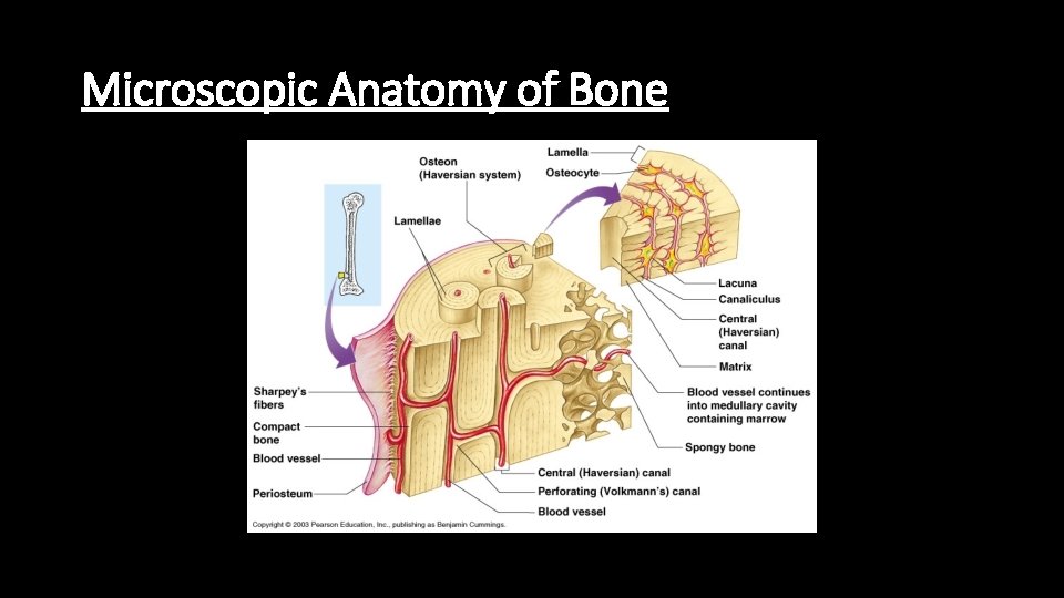 Microscopic Anatomy of Bone 