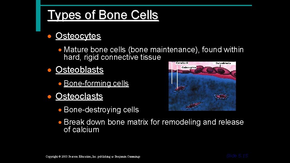 Types of Bone Cells · Osteocytes · Mature bone cells (bone maintenance), found within