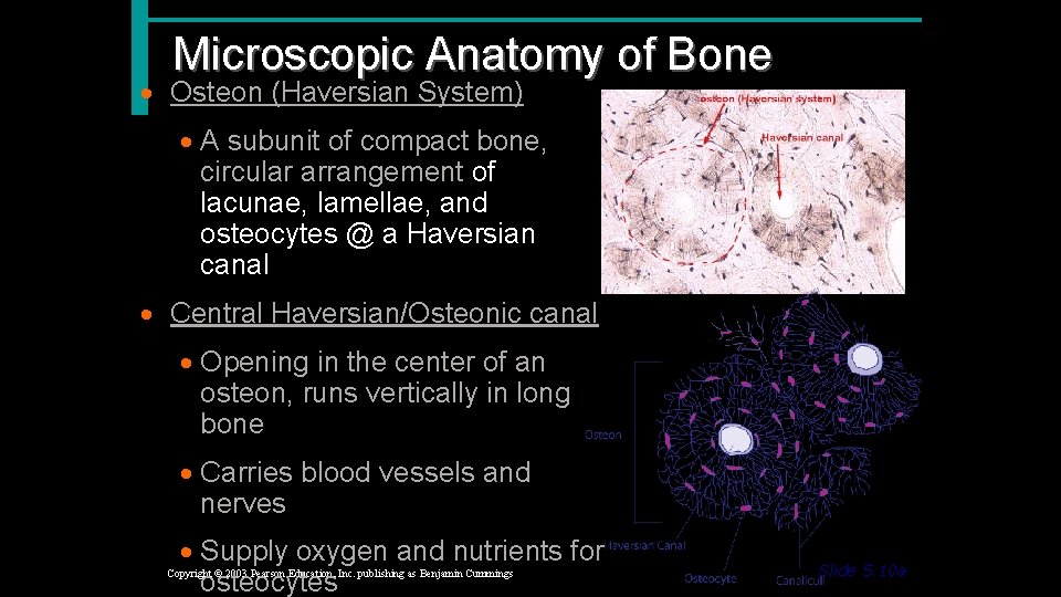 Microscopic Anatomy of Bone · Osteon (Haversian System) · A subunit of compact bone,