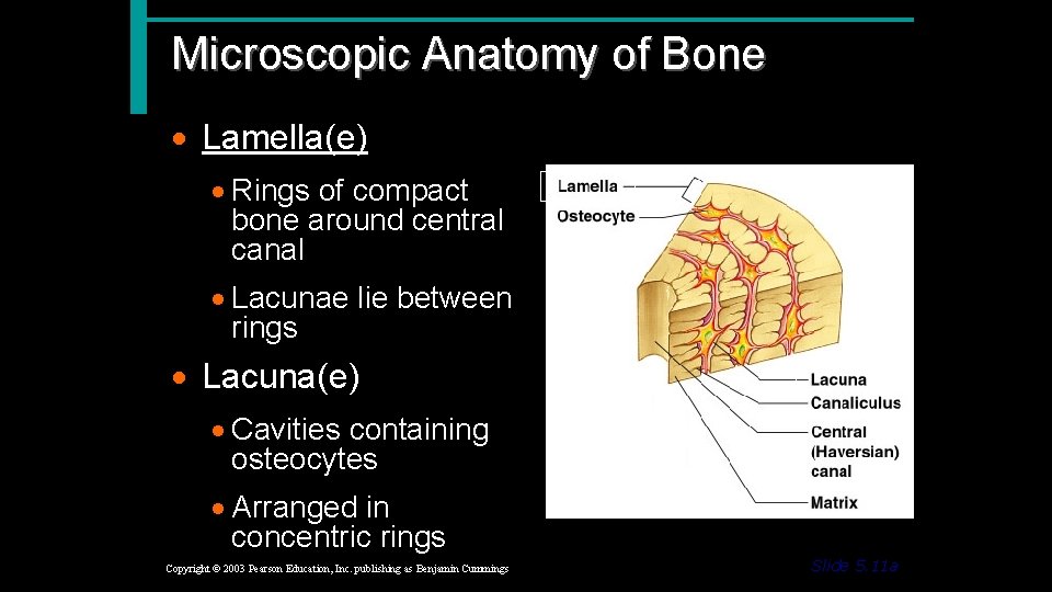 Microscopic Anatomy of Bone · Lamella(e) · Rings of compact bone around central canal