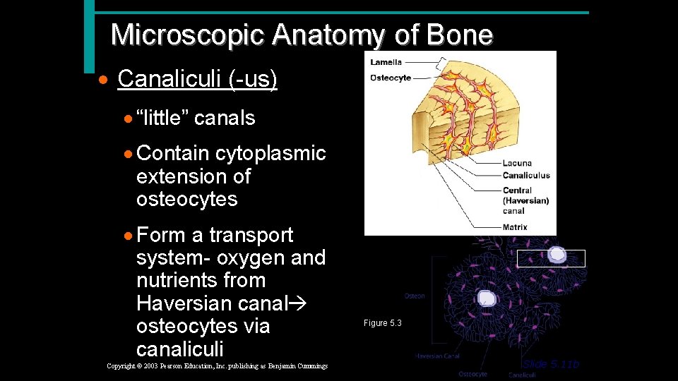 Microscopic Anatomy of Bone · Canaliculi (-us) · “little” canals · Contain cytoplasmic extension