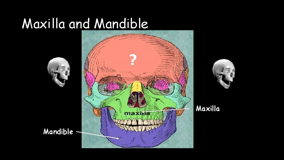 Maxilla and Mandible ? Maxilla Mandible 