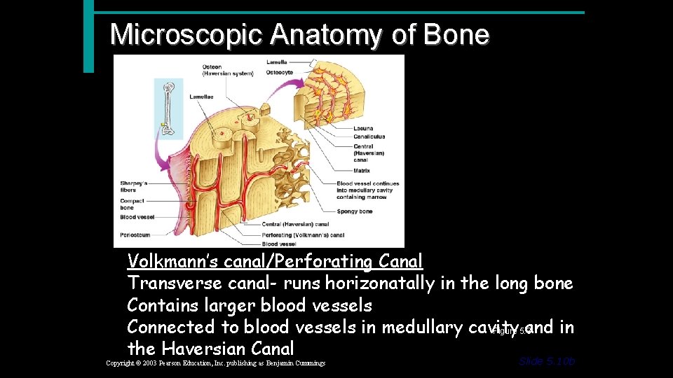 Microscopic Anatomy of Bone Volkmann’s canal/Perforating Canal Transverse canal- runs horizonatally in the long