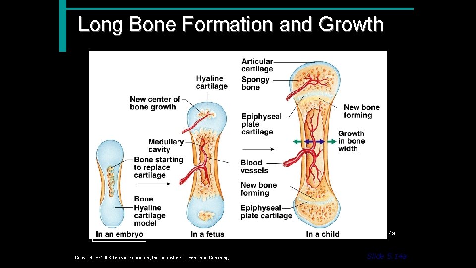 Long Bone Formation and Growth Figure 5. 4 a Copyright © 2003 Pearson Education,