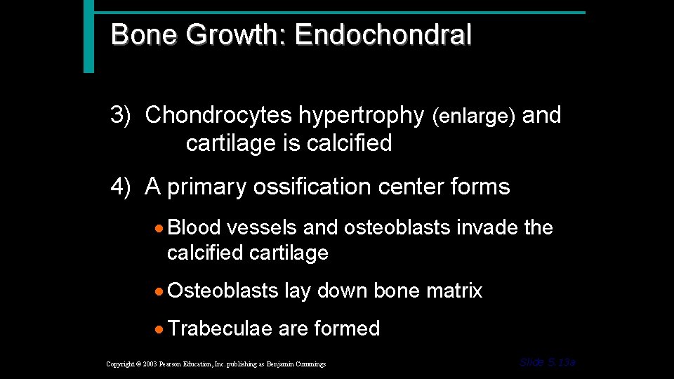 Bone Growth: Endochondral 3) Chondrocytes hypertrophy (enlarge) and cartilage is calcified 4) A primary
