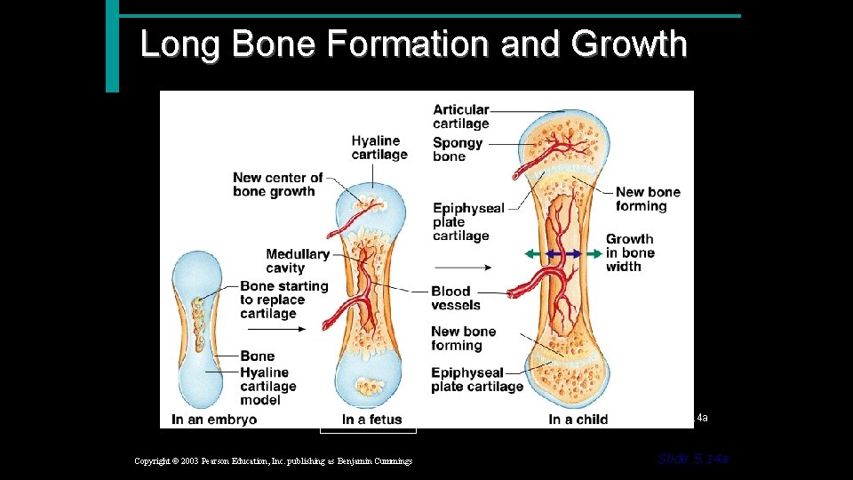 Long Bone Formation and Growth Figure 5. 4 a Copyright © 2003 Pearson Education,