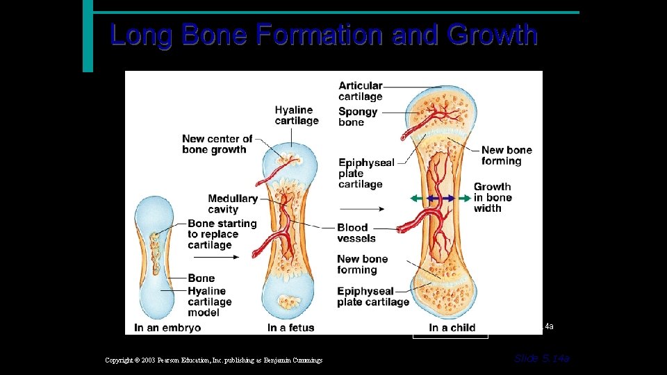 Long Bone Formation and Growth Figure 5. 4 a Copyright © 2003 Pearson Education,