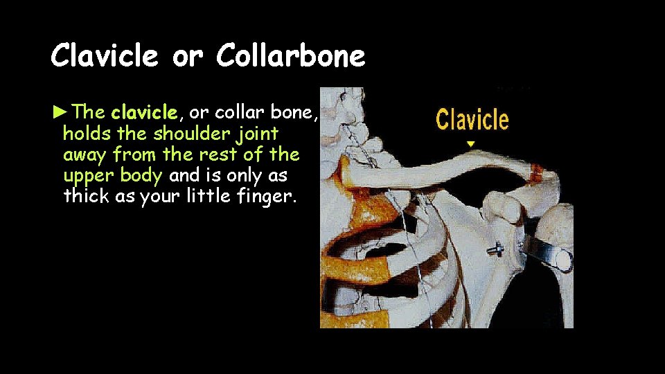 Clavicle or Collarbone ►The clavicle, or collar bone, holds the shoulder joint away from