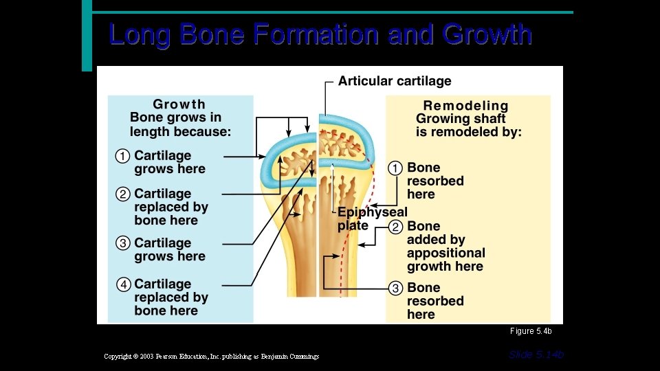 Long Bone Formation and Growth Figure 5. 4 b Copyright © 2003 Pearson Education,