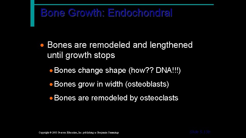 Bone Growth: Endochondral · Bones are remodeled and lengthened until growth stops · Bones