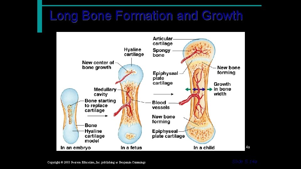 Long Bone Formation and Growth Figure 5. 4 a Copyright © 2003 Pearson Education,