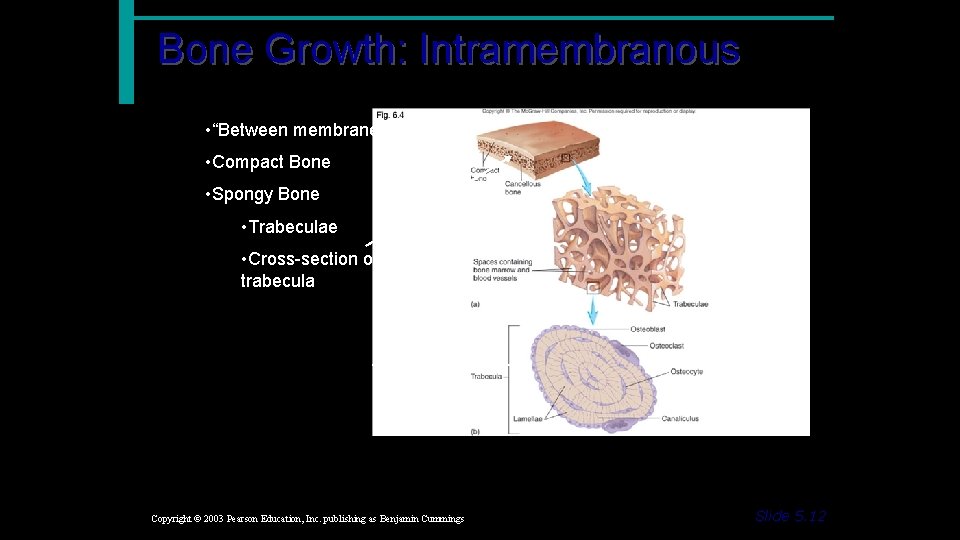 Bone Growth: Intramembranous • “Between membranes” • Compact Bone • Spongy Bone • Trabeculae