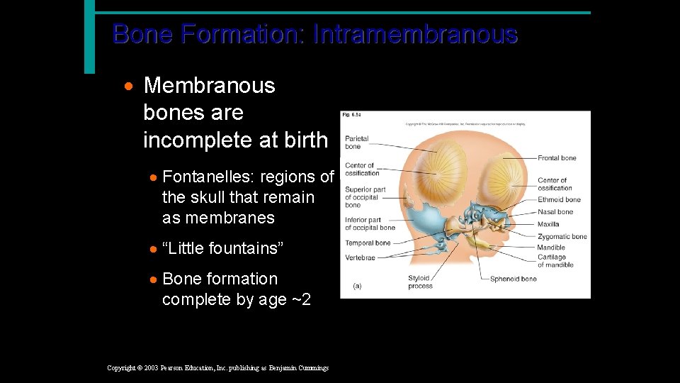 Bone Formation: Intramembranous · Membranous bones are incomplete at birth · Fontanelles: regions of